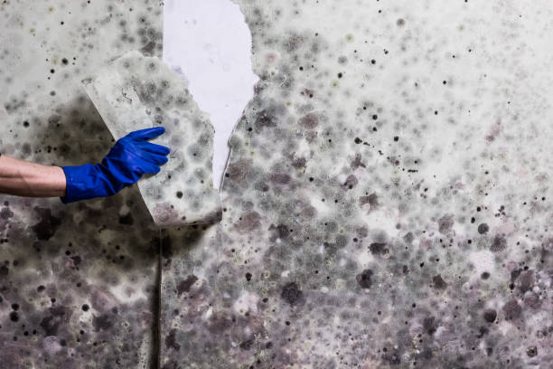 Best Residential Mold Remediation in Mauldin, SC