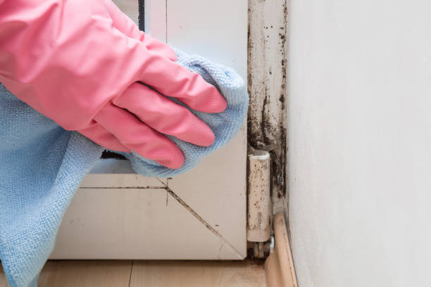 Best DIY Mold Remediation Support Services in Mauldin, SC